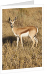 Young Springbok by Anonymous