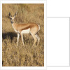 Young Springbok by Anonymous