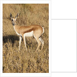 Young Springbok by Anonymous