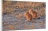 Ground Squirrels by Anonymous