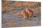 Ground Squirrels by Anonymous