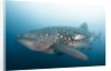 Whale Shark by Anonymous