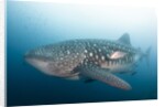 Whale Shark by Anonymous