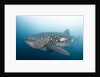 Whale Shark by Anonymous