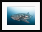 Whale Shark by Anonymous