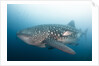Whale Shark by Anonymous