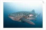 Whale Shark by Anonymous