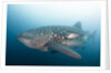 Whale Shark by Anonymous