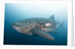 Whale Shark by Anonymous