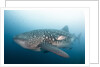 Whale Shark by Anonymous