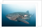 Whale Shark by Anonymous
