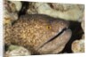 Yellowmargin Moray by Anonymous