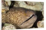 Yellowmargin Moray by Anonymous
