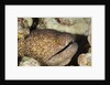 Yellowmargin Moray by Anonymous