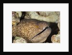 Yellowmargin Moray by Anonymous