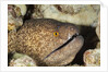 Yellowmargin Moray by Anonymous