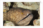 Yellowmargin Moray by Anonymous