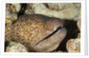 Yellowmargin Moray by Anonymous