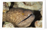 Yellowmargin Moray by Anonymous