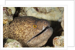 Yellowmargin Moray by Anonymous