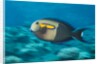 Orangeband Surgeonfish by Anonymous