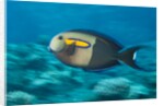 Orangeband Surgeonfish by Anonymous