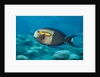 Orangeband Surgeonfish by Anonymous