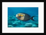Orangeband Surgeonfish by Anonymous