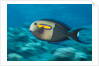 Orangeband Surgeonfish by Anonymous