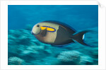 Orangeband Surgeonfish by Anonymous