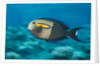 Orangeband Surgeonfish by Anonymous