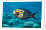 Orangeband Surgeonfish by Anonymous