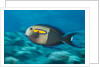 Orangeband Surgeonfish by Anonymous