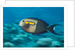 Orangeband Surgeonfish by Anonymous