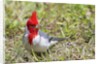 Red-crested cardinal by Anonymous