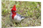 Red-crested cardinal by Anonymous