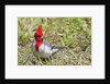 Red-crested cardinal by Anonymous
