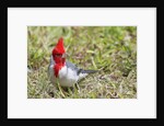 Red-crested cardinal by Anonymous