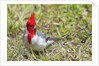 Red-crested cardinal by Anonymous