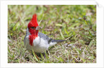 Red-crested cardinal by Anonymous
