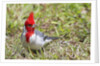 Red-crested cardinal by Anonymous