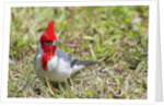 Red-crested cardinal by Anonymous