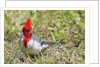 Red-crested cardinal by Anonymous