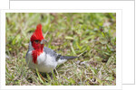 Red-crested cardinal by Anonymous