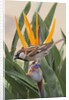 House Sparrow on Bird of Paradise by Anonymous