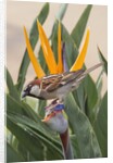 House Sparrow on Bird of Paradise by Anonymous