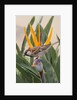 House Sparrow on Bird of Paradise by Anonymous