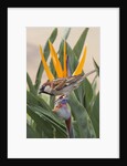 House Sparrow on Bird of Paradise by Anonymous