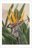 House Sparrow on Bird of Paradise by Anonymous