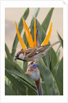 House Sparrow on Bird of Paradise by Anonymous